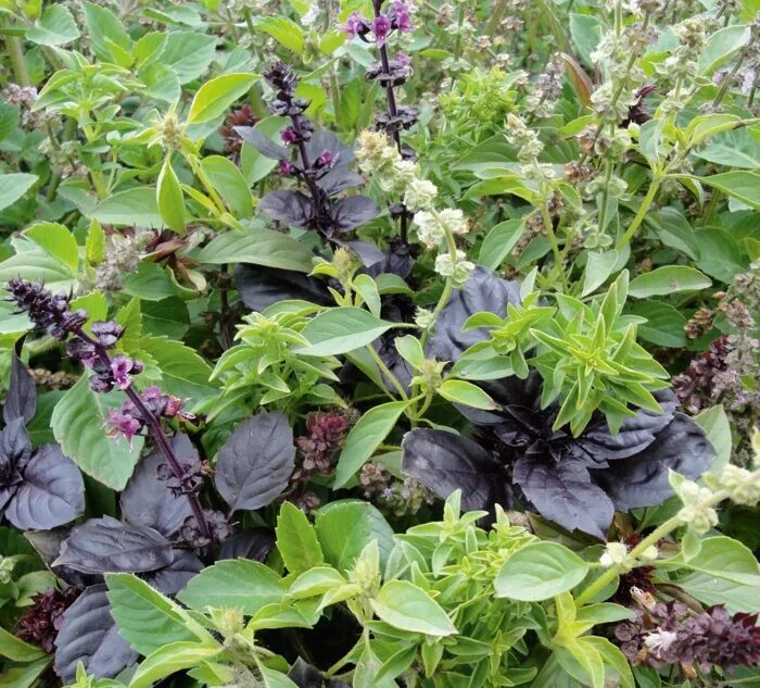 Базилик лимонный куст. Базилик шесть ароматов смесь (нк). Запах базилика. Запах базилика. Запах базилика.