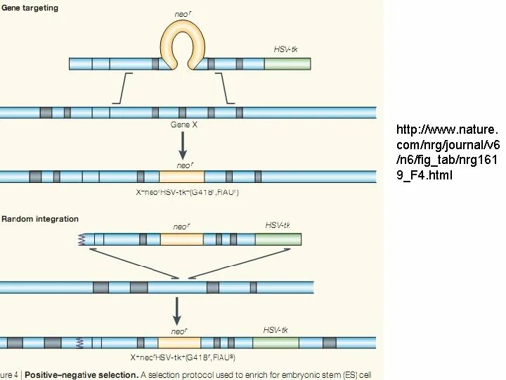 Gene targeting