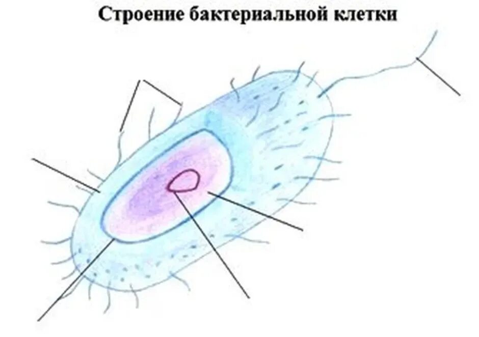 Схема бактерии 5 класс биология. Модель бактериальной клетки 5 класс биология. Строение клетки бактерии 5. Строение бактерии 5 класс биология рисунок. Строение бактерии 5 класс биология.
