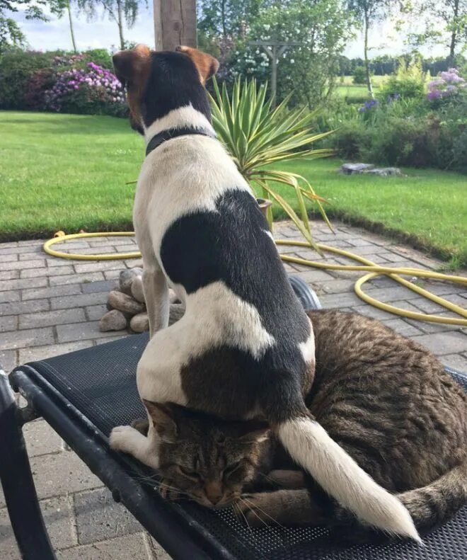 3085196_11 (700x465, 144Kb) Animals friendship, Dog cat, Dog friends
