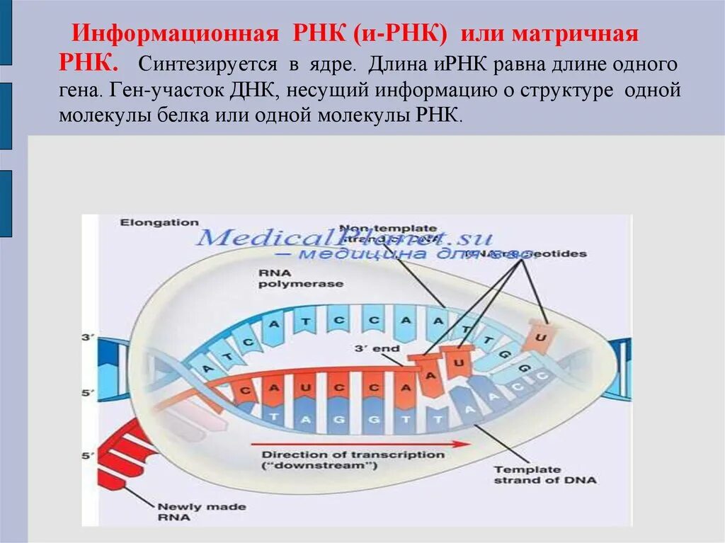 Информационная или матричная РНК. Информационная РНК. Информационная РНК схема. Матричная РНК строение.