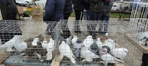 Выставка голубей сегодня