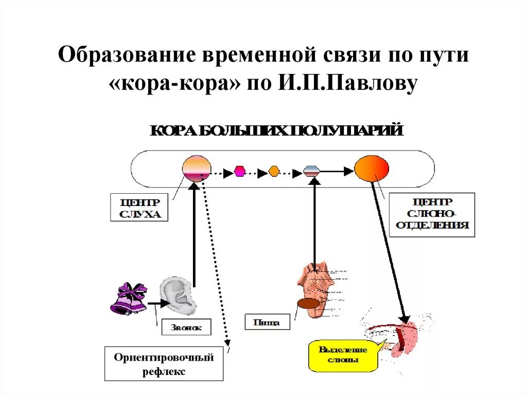 Временная связь рефлекс рефлекс. Механизм образования временной связи по Павлову. Механизм образования временной связи физиология. Механизм замыкания временной связи по Павлову. Механизм образования рефлексов схема.