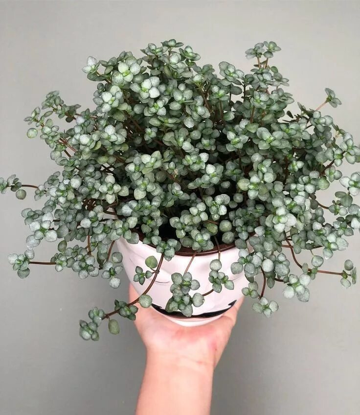 Пилея мелколистная. Пилея Ливанская Pilea Libanensis. Пилея мелколистная ампельные. Пилея толстолистная. Пилея мелколистная уход