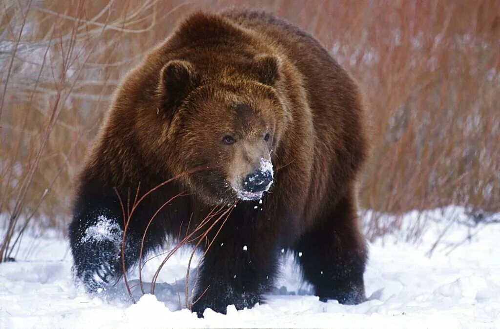 На каких обитают медведи гризли. Бурый медведь Кадьяк. Самый большой бурый медведь Кадьяк. Медведь Кадьяк (Ursus arctos middendorffi. Медведь Кадьяк самый большой в мире.