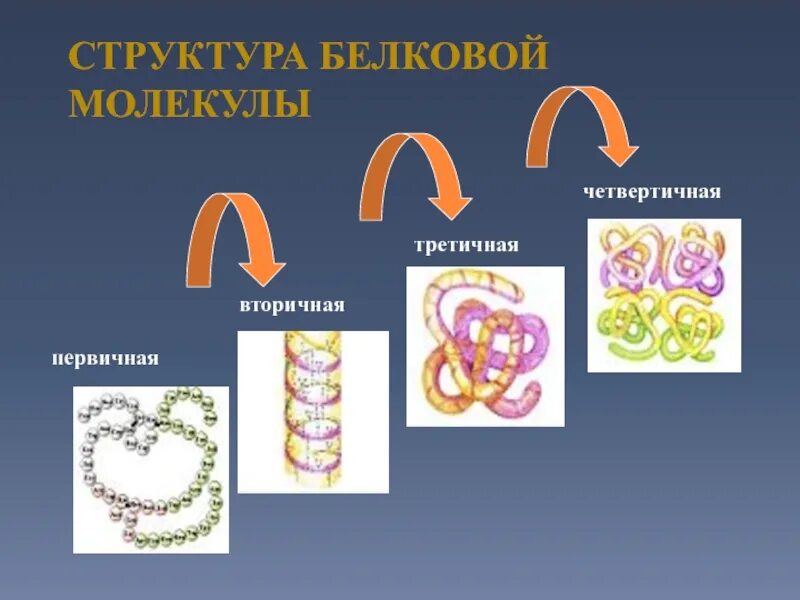 Как образуется вторичная и третичная структура белка. Четвертичной третичной и вторичная структура белковой молекулы. третичная структура белковой молекулы. первичная вторичная третичная структура белка. структура белковой молекулы.