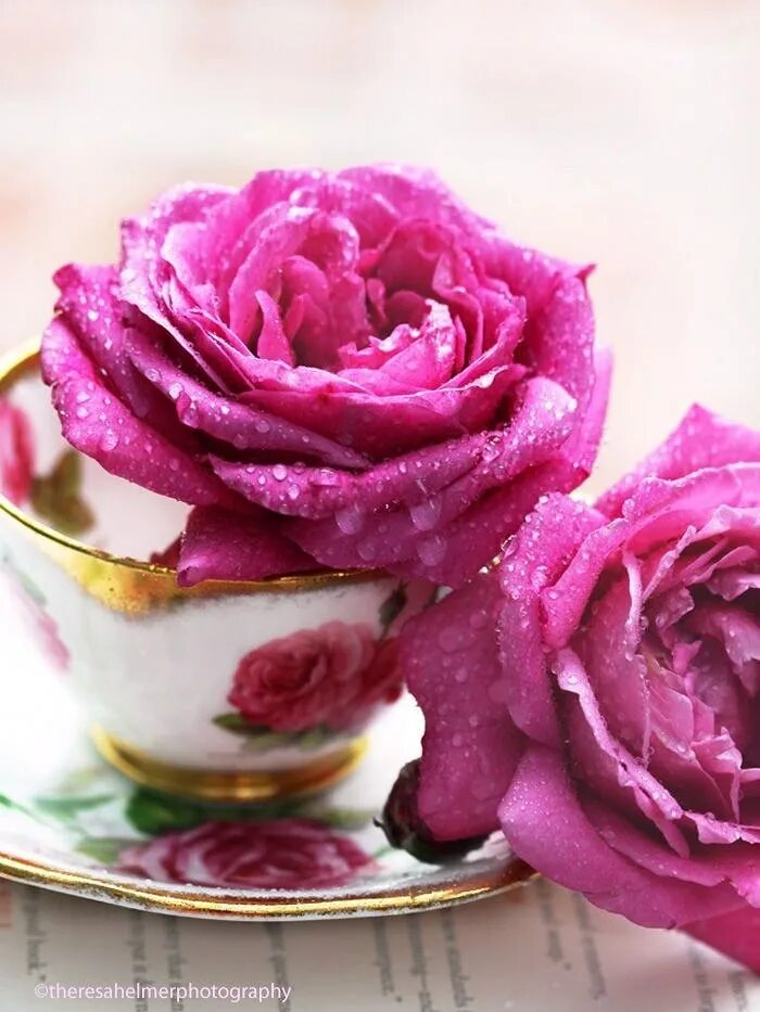 Картинка утро доброе розовое. Цветы в чашке. Красивые цветы в чашке. Цветы в кружке.