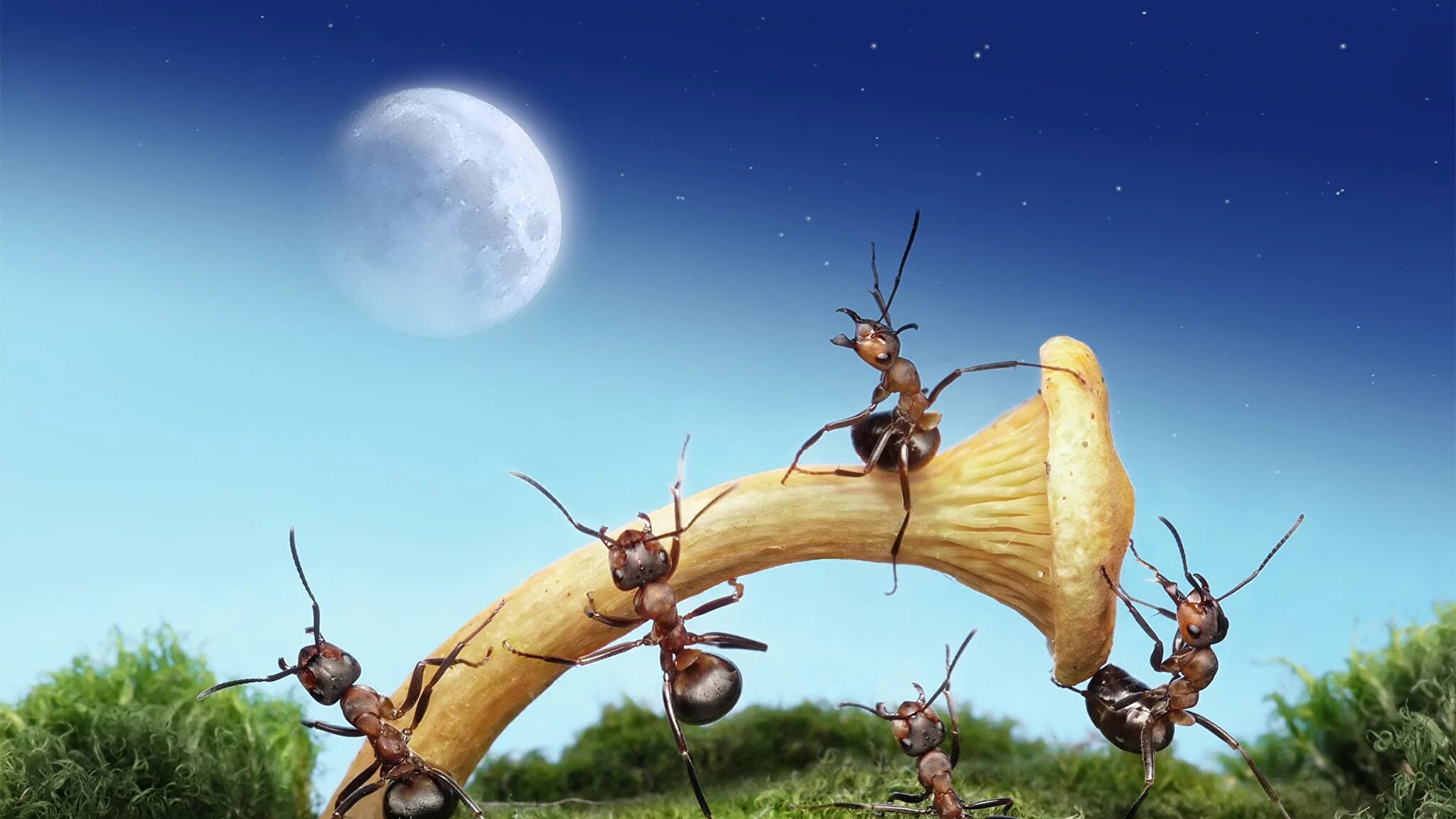 Рыжий лесной муравей систематика. Андрей павлов фотограф муравьи. Стая муравьев. Два муравья. Трудолюбивый муравей.