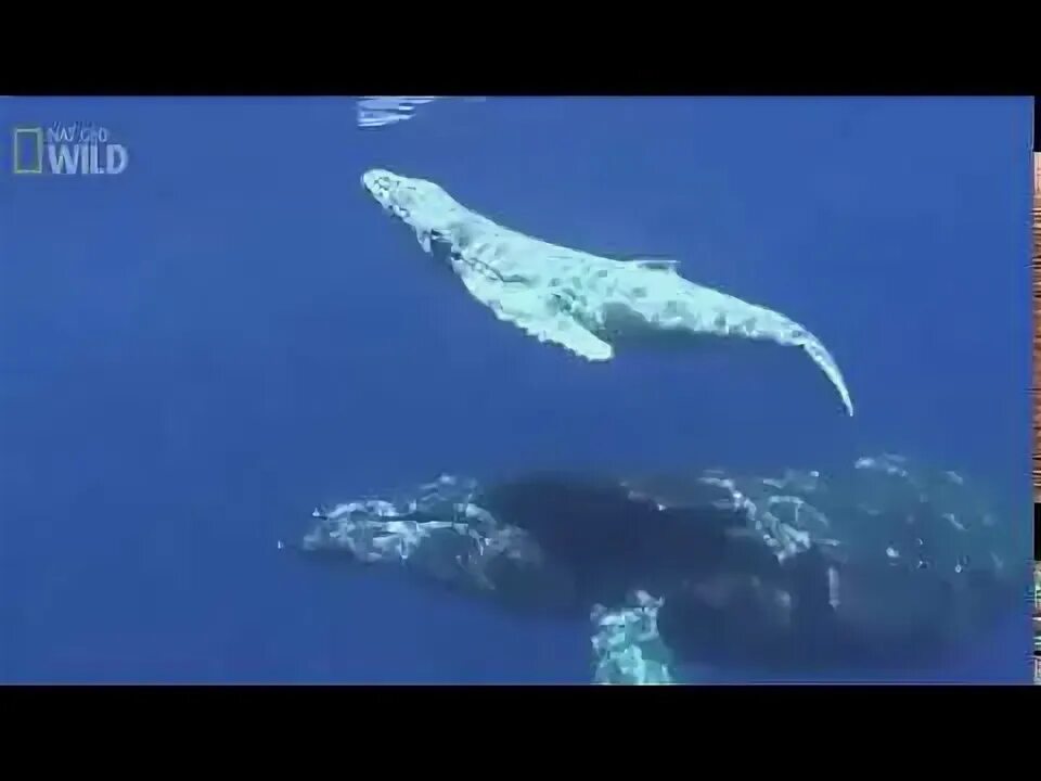 Киты звуки видео. Звук кита под водой. Киты звуки видео. Киты звуки видео. Кит медитирует.