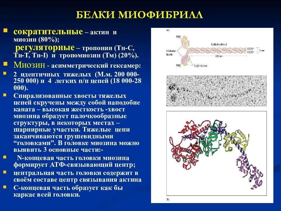 Белки тропонин и тропомиозин мышцы. АТФАЗНАЯ активность миозин биохимия. Миозин белок структура. Структура белков биохимия. Актин входит в состав