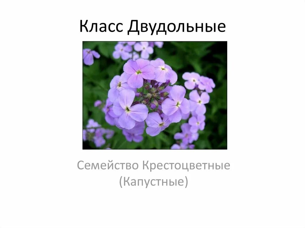 ЯКЛАСС семейство Кресто. Класс двудольные семейство крестоцветные. Класс двудольные семейства крестоцветные капустные и Розоцветные. Класс двудольные семейство крестоцветные капустные. Крестоцветные относятся к классу двудольных