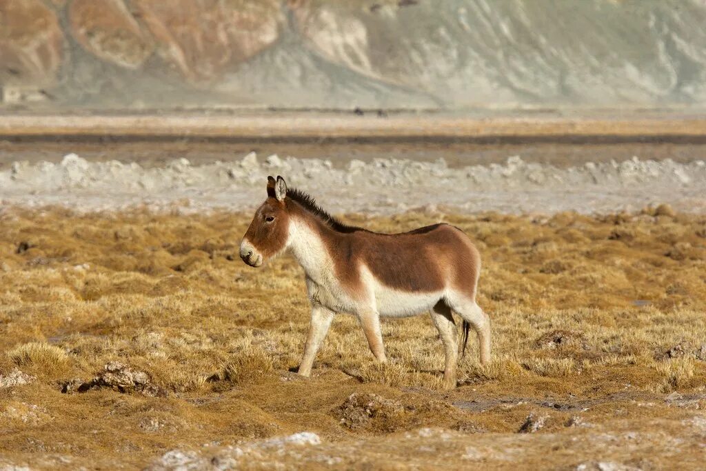 Дикий осел сканворд. Кианг (Equus Kiang). Тибетский Кианг. Кианг животное. Кулан животное фото.