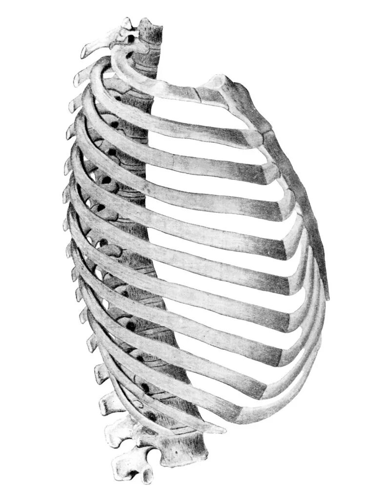 Ребра вульф. Грудная клетка вид сбоку анатомия. Строение грудной клетки сбоку. Грудная клетка ребра сбоку. Ребра грудной клетки вид сбоку.