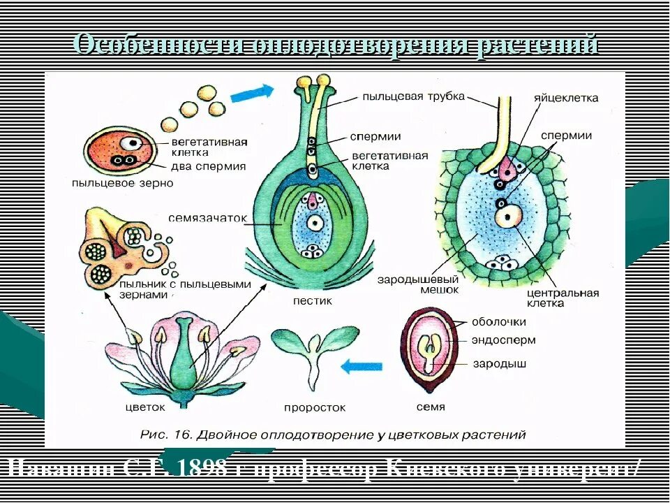 Установите последовательность происходящих при размножении человека. Оплодотворение покрытосеменных растений схема. Схема двойного оплодотворения у покрытосеменных растений схема. Схема двойного оплодотворения у цветковых растений 6. Строение двойного оплодотворения цветковых растений.