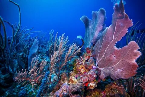 Coral see