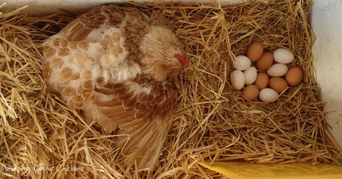 Сколько гнезд курам. Наседка курица высиживает яйца. Курочка высиживает цыплят. Курочка в гнезде. Гнездо для квочки.