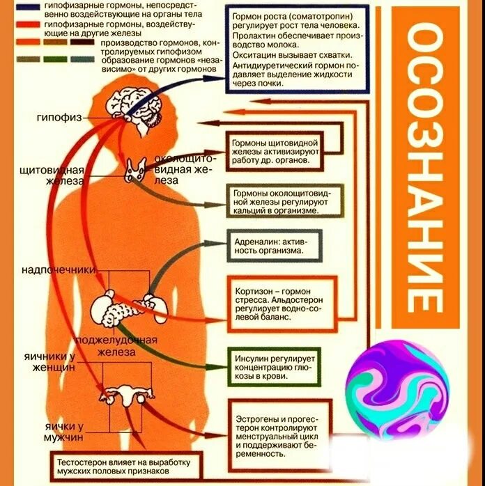 Гормон плохого настроения