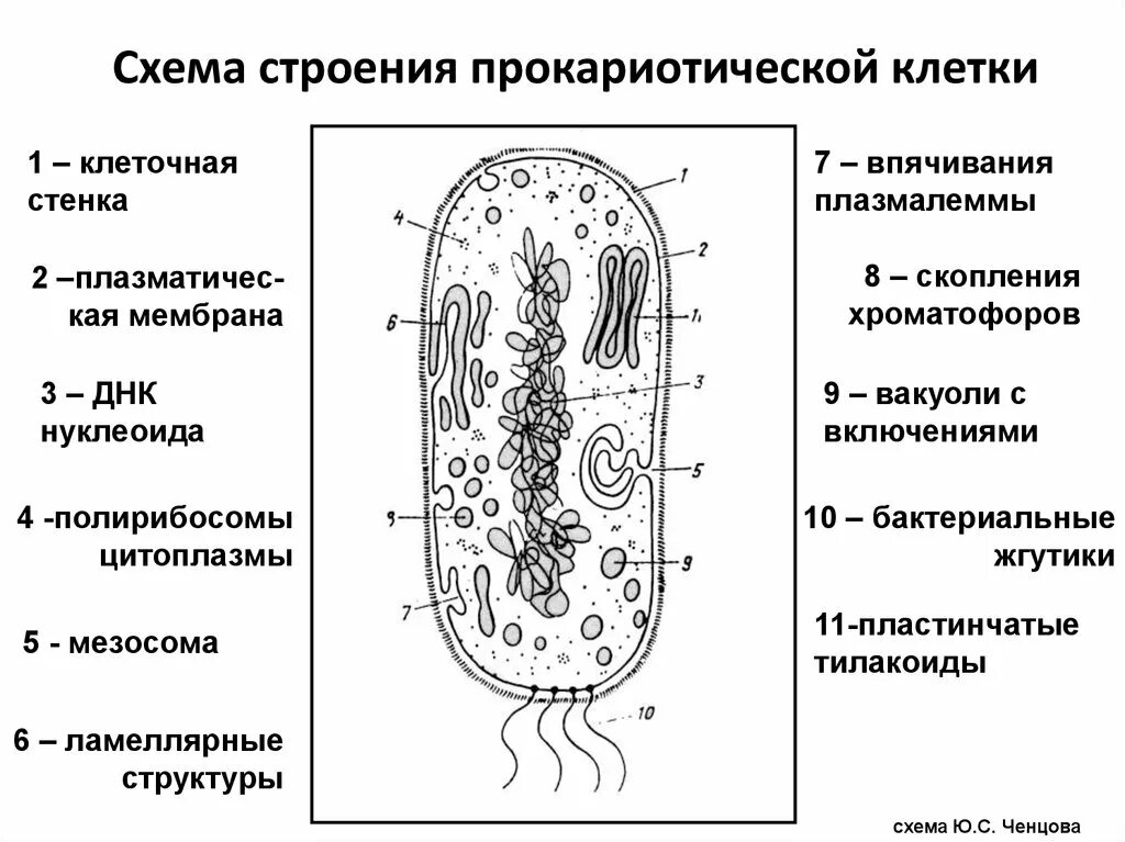 Прокариоты ответ 3