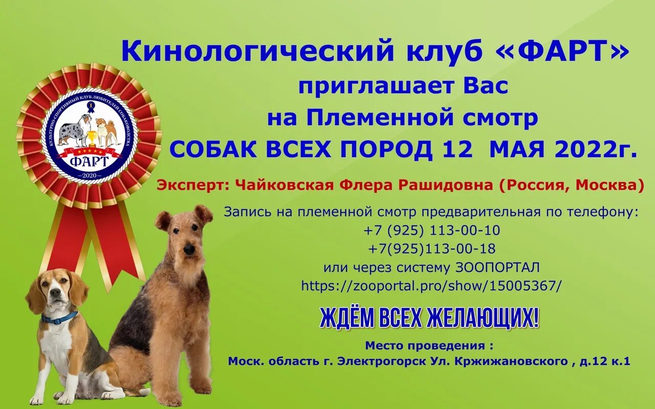 Клуб собаководства ркф. Приглашение на выставку собак образец. Кинологический клуб в ркф. Клуб любителей собак. Клуб собак.