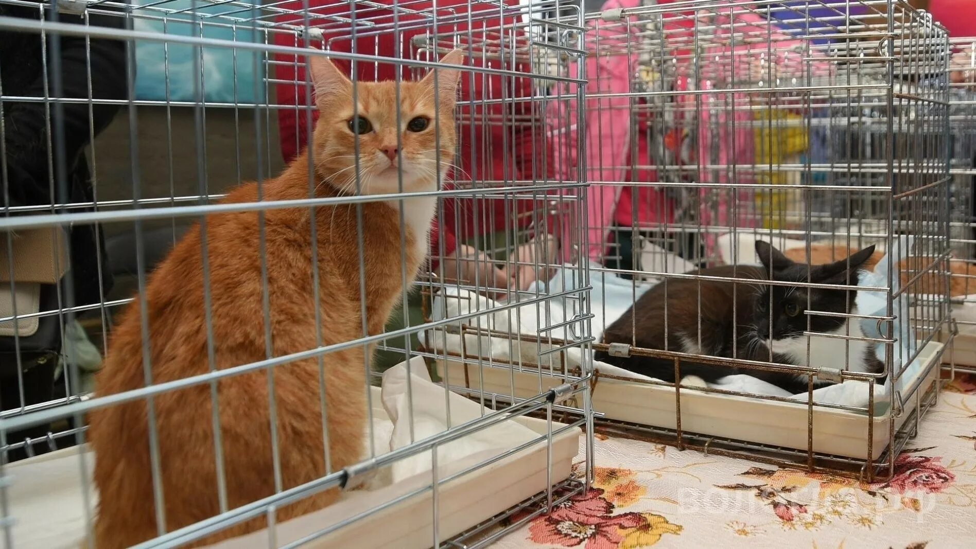 велес защита животных. велес защита животных. выставка животных. велес защита животных. центр спасения диких животных велес логотип.