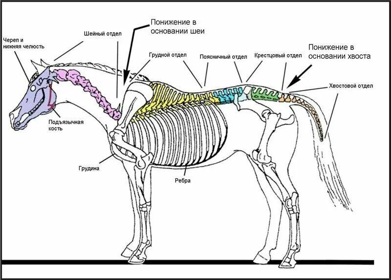 Какую длину имеют животные. Строение осевого скелета Ветеринария. Отделы скелета лошади. Строение скелета шеи у лошади. Осевой скелет лошади анатомия.