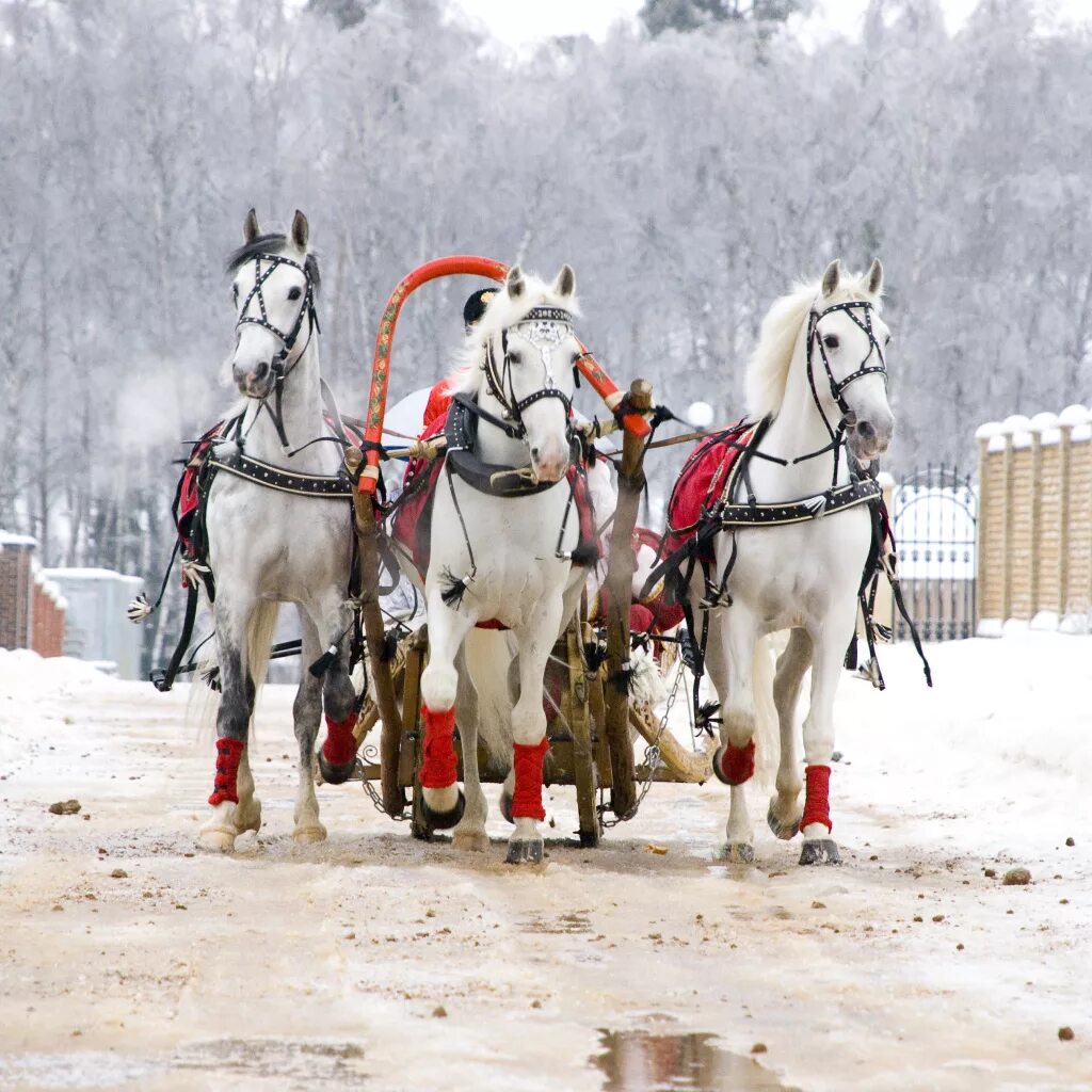 Святая троица икона в армении. Зимняя тройка васнецов. Тройка лошадей с бубенцами. Конная упряжка тройка. Русская тройка.