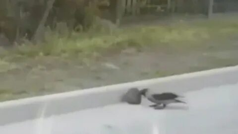 Ворона перешла дорогу