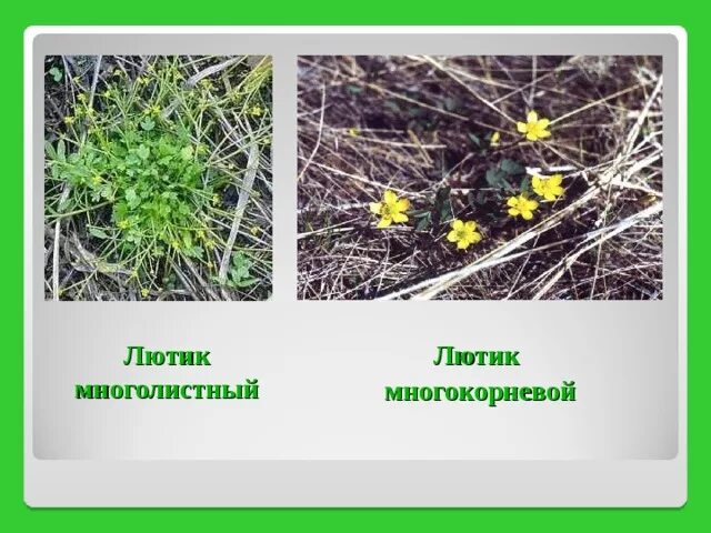 Какой тип питания характерен для лютика. Лютик многолистный (Ranunculus polyphyllus). Лютик многокорневой. Лютик многокорневой красная книга. Лютик многолистный описание.