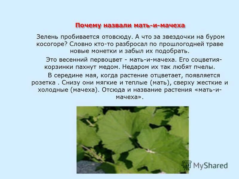 мать-и-мачеха. посему мать и масеза так назывпется. почему мачеха приказала отвезти в лес и привязать царевну. почему мачеха. почему мачеха.