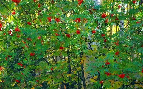 Ягоды созревающие осенью