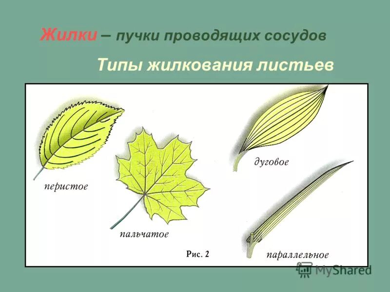 Клен лист расположения