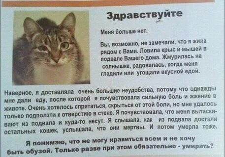Почему приходят котята
