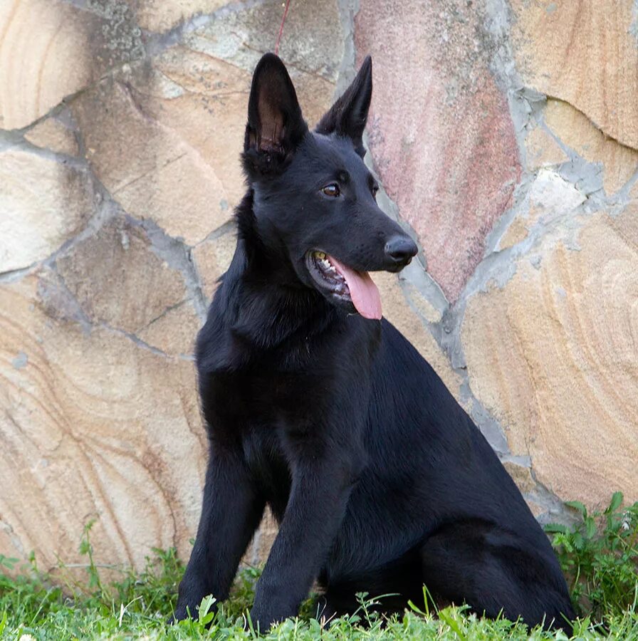 Black gsd Black german shepherd, German shepherd dogs, Dogs and puppies