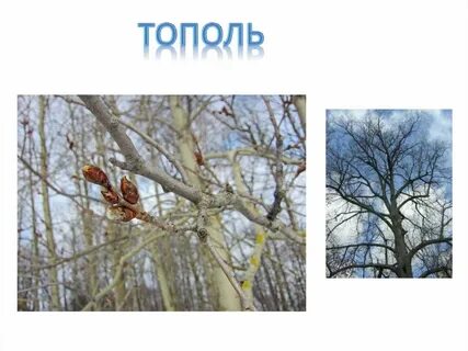 Во время прогулки постарайтесь определить несколько деревьев