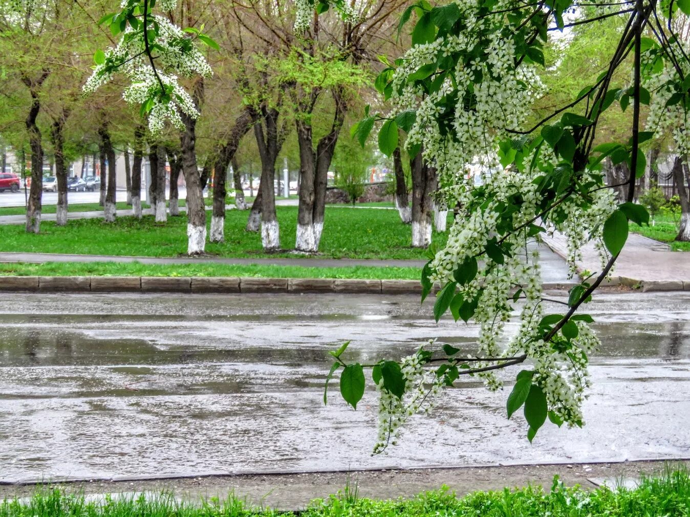 Весною дождь какой. Майский дождь.