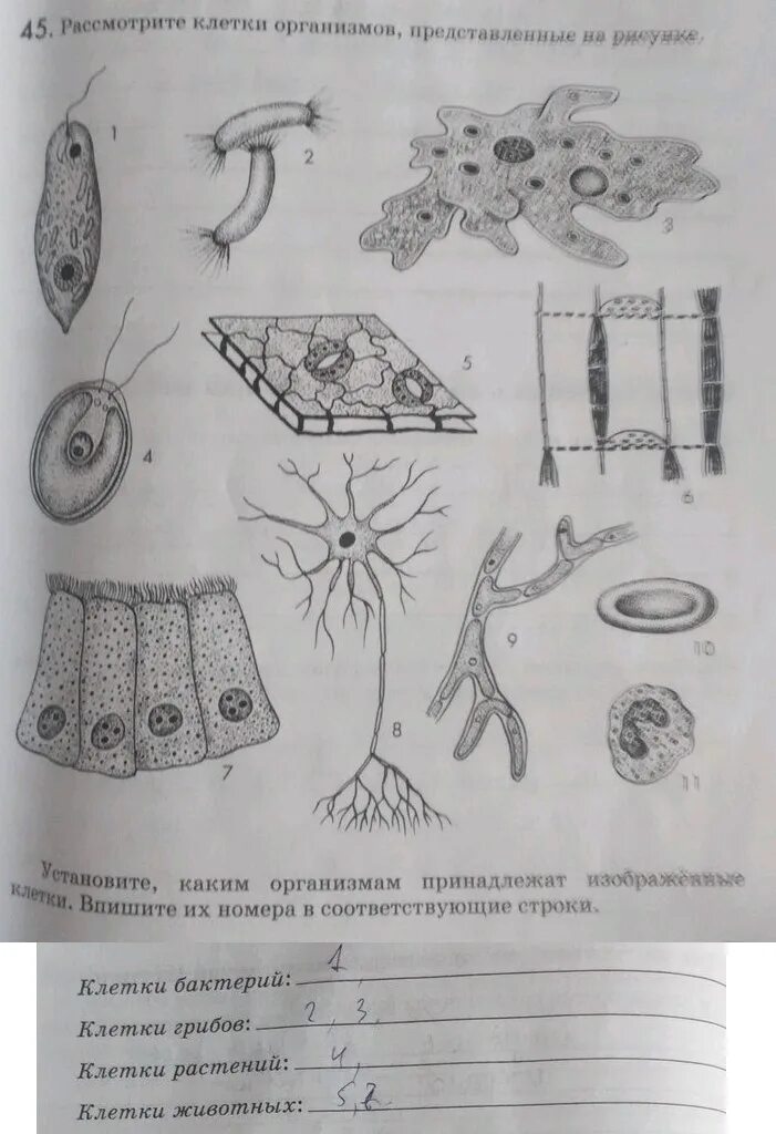 Биология 9 класс Пасечник рис 6 строение клетки. Биология 9 класс Пасечник рис 9. Клетка, изображённая на рисунке, принадлежит. Рассмотрите клетку.