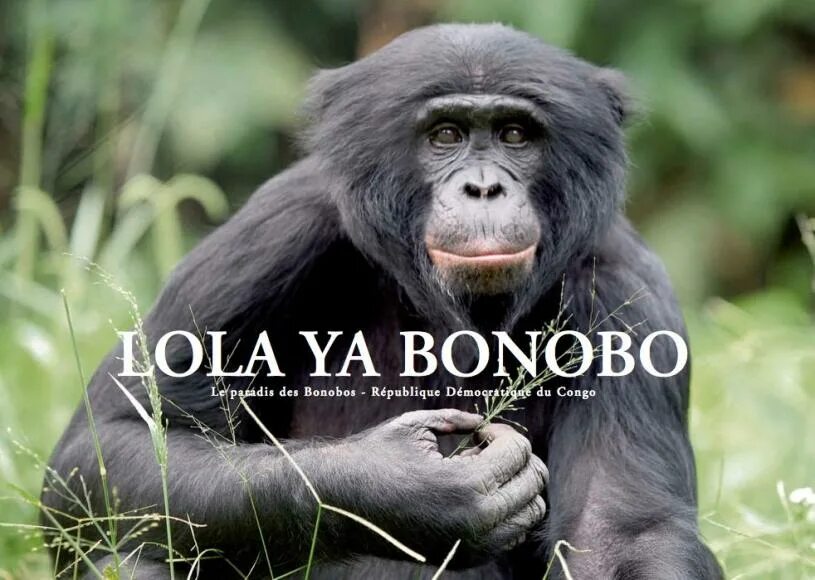 Бонобо заповедник. Lola ya bonobo. Бонобо матриархат. Бонобо заповедник. Bonobo - heartbreak.