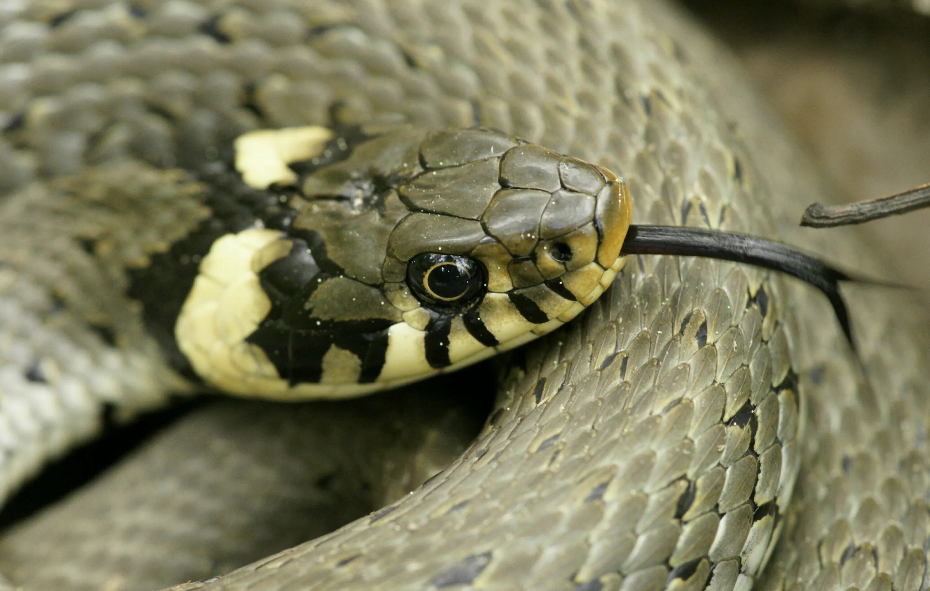 Grass snake. Обыкновенный уж Natrix Natrix. Змея уж обыкновенный. Уж обыкновенный - змея неядовитая. Гадюка Краснодарского края и уж.