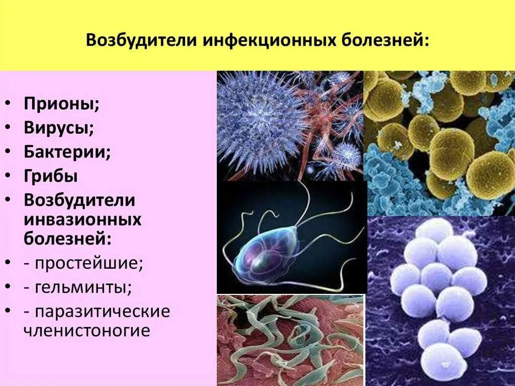 Бактерии человека название. Возбудители бактериальных инфекций бациллы. Вирусы возбудители инфекционных заболеваний. Возбудители инфекционных заболеваний вирусы и бактерии. Перечислите возбудителей инфекционных заболеваний..