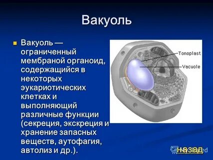 Вакуоль это