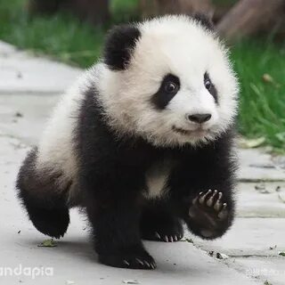 Small panda