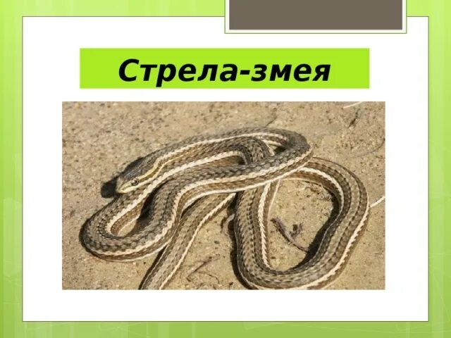 Змея стрела. Змея стрелка. Змеи стрелки. Существует ли змея стрела.