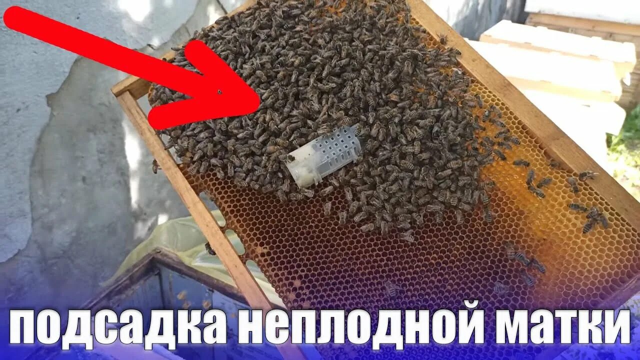 Как подсадить неплодную матку в отводок. Подсадка неплодной матки. отводки пчел. подсадка плодной матки в отводок. однорамочные отводки.