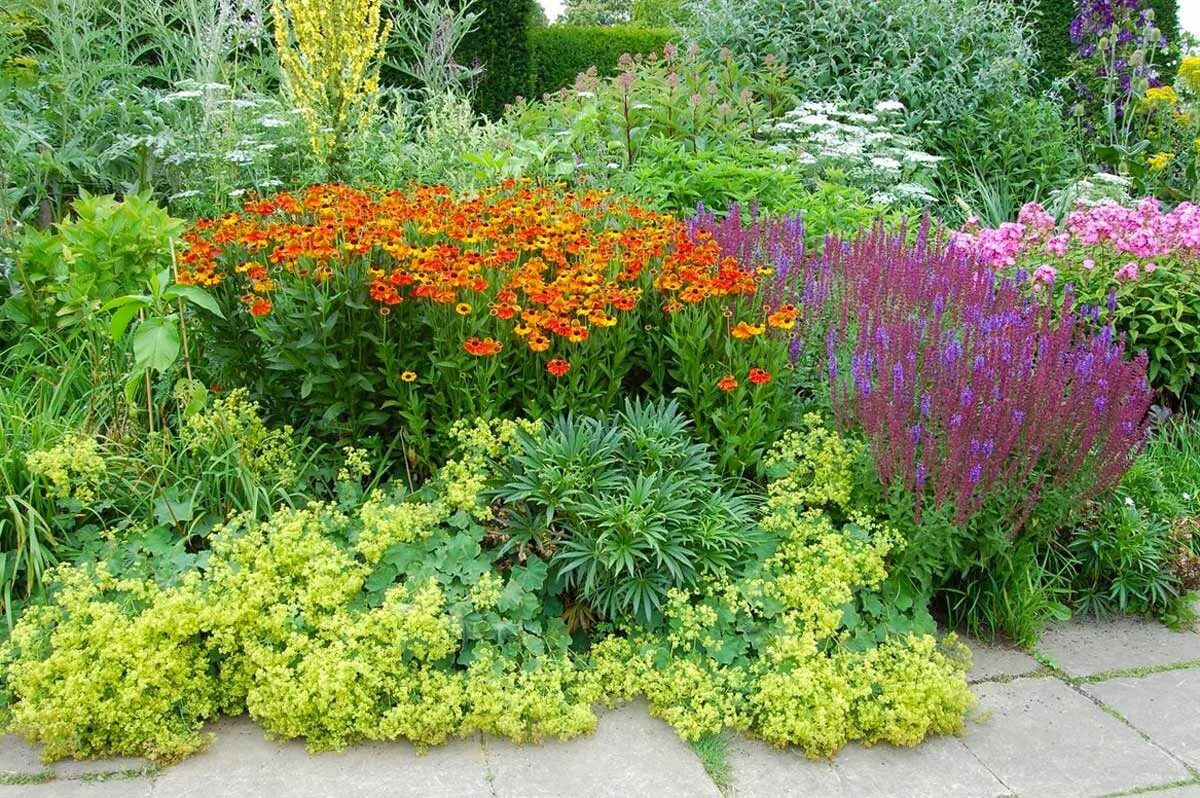 люпин в миксбордере. агератум, обриета, алиссум. рабатка тунберга однолетник. хоста и ирисы и примула. клумбы для цветов многолетников.