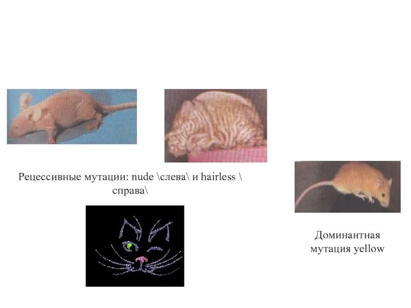 Муха доминантные и рецессивные. Рецессивные мутации. Доминантные и рецессивные мутации. Доминантные и рецессивные генные мутации. Рецессивные мутации примеры.