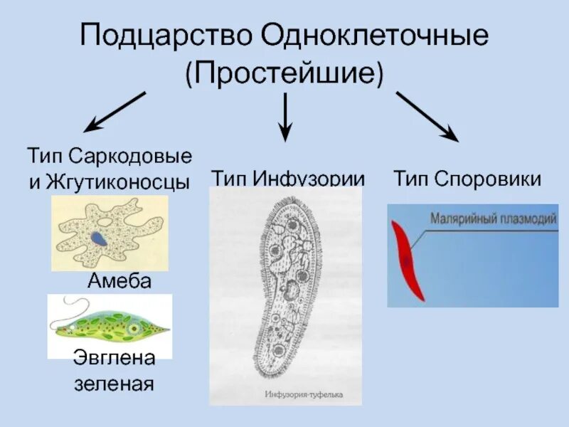 2 одноклеточных животных. 2 одноклеточных животных