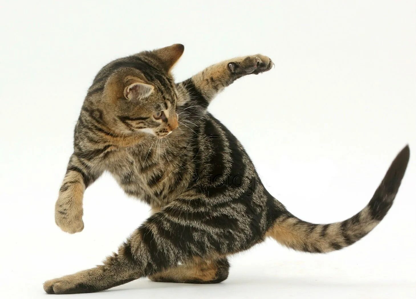 He almost ran a cat