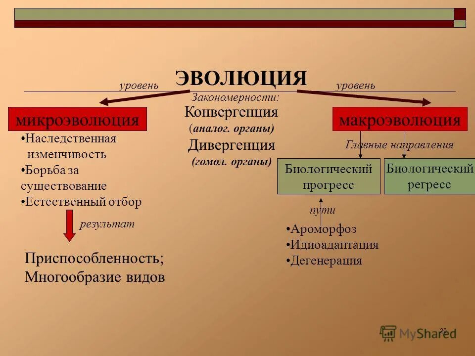 Направления и результаты эволюции. Эволюционные процессы конвергенция и дивергенция. Эволюционные закономерности. Микроэволюция конвергенция. Способы эволюционного процесса.