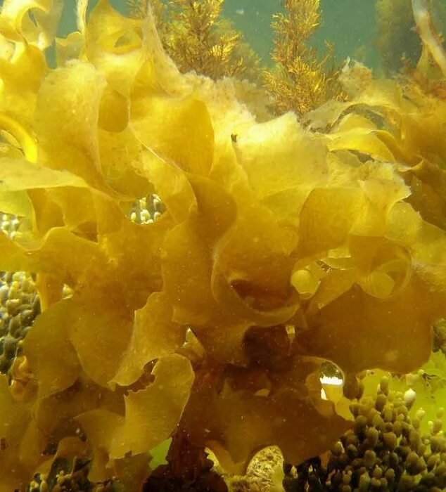 желтые водоросли. феотамнион водоросль. тубастрея ауреа солнечный коралл оранжевый. желтые кораллы. Xanthophyta водоросли.