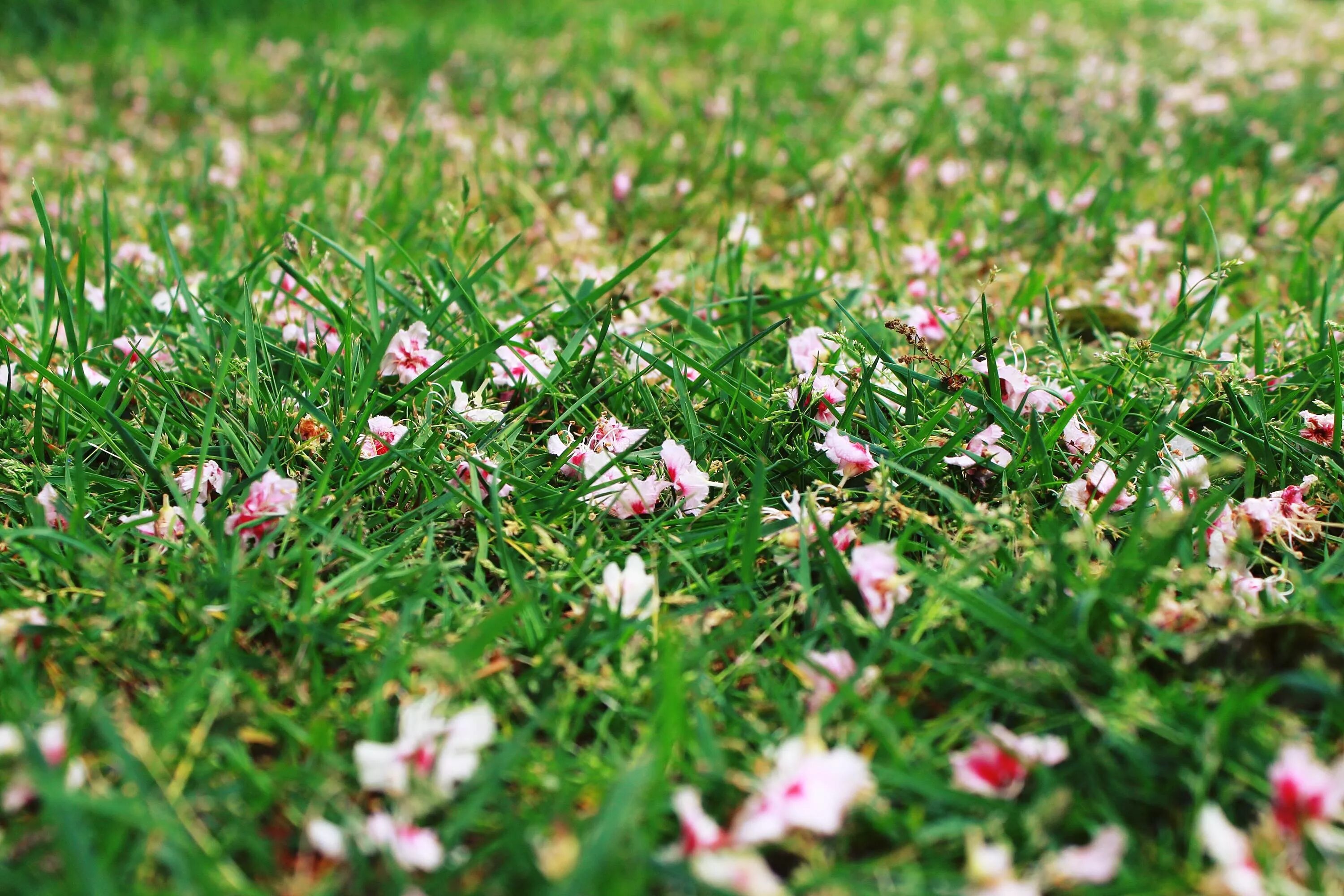 Трава цветы. Цветущая трава. Газон с мелкими цветочками. Лужайка с цветами. Травка с цветочками